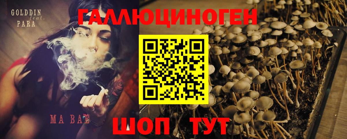 хочу наркоту  Псилоцибиновые грибы Psilocybine cubensis  Вход с VPN  Павлово 